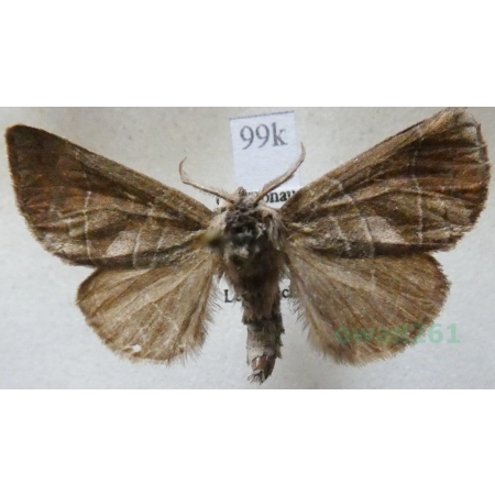 Clostera anastomosis (Linnaeus, 1758) female Wzjeżka wieszczyca Austria99k